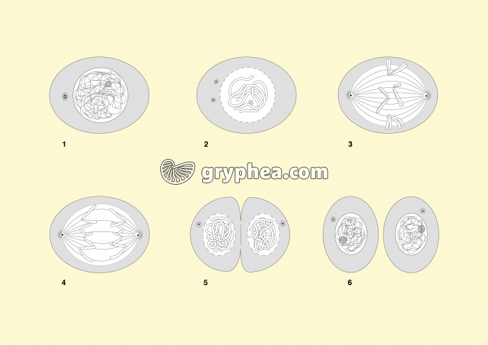 Etapes de la mitose dans une cellule animale - schémas à colorier - gryphea.com